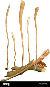 Attēlu rezultāti vaicājumam “Macrotyphula fistulosa var. contorta”