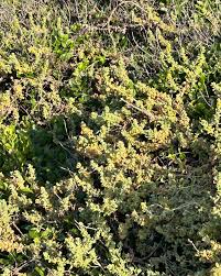 Attēlu rezultāti vaicājumam “Danthonia decumbens fruit”