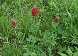 Image result for Trifolium incarnatum