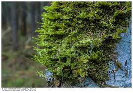 Attēlu rezultāti vaicājumam “Neckera pennata”