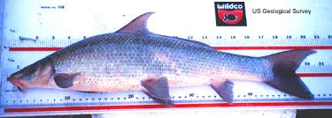 Image result for Cycleptus elongatus