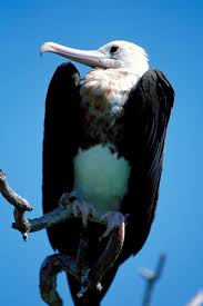 Image result for Fregata aquila