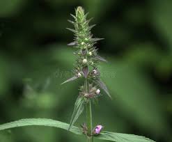 Attēlu rezultāti vaicājumam “Stachys palustris bud”