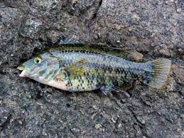 Image result for Symphodus melops