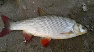 Attēlu rezultāti vaicājumam “Leuciscus idus”