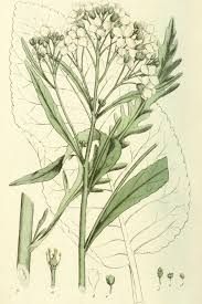 Attēlu rezultāti vaicājumam “Armoracia rusticana”