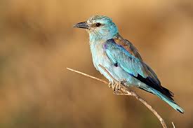 Attēlu rezultāti vaicājumam “Coracias garrulus adult”