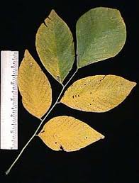 Attēlu rezultāti vaicājumam “Cladrastis kentukea leaf”