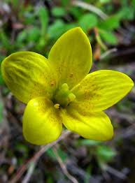 Attēlu rezultāti vaicājumam “Saxifraga hirculus”