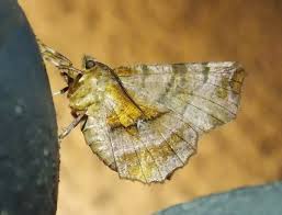 Attēlu rezultāti vaicājumam “Selenia dentaria imago”