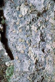 Attēlu rezultāti vaicājumam “Lecanactis abietina”