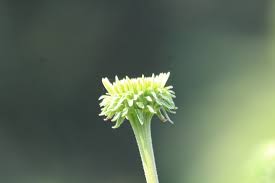 Attēlu rezultāti vaicājumam “Echinacea purpurea bud”