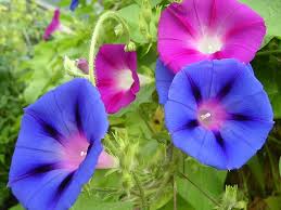 Image result for Ipomoea purpurea