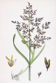 Image result for rosa aquatica