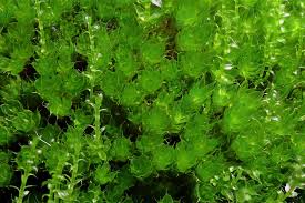 Attēlu rezultāti vaicājumam “Bryoerythrophyllum recurvirostrum”