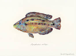 Image result for Symphodus melops