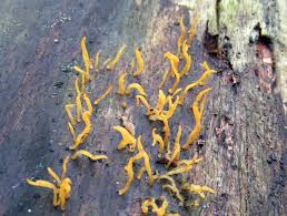 Attēlu rezultāti vaicājumam “Calocera pallidospathulata”