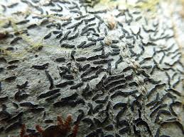 Attēlu rezultāti vaicājumam “Graphis scripta”