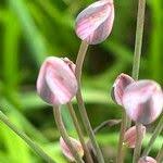 Attēlu rezultāti vaicājumam “Butomus umbellatus fruit”