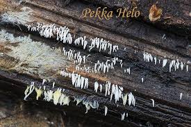 Attēlu rezultāti vaicājumam “Mucronella bresadolae”