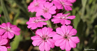 Attēlu rezultāti vaicājumam “Silene viscaria leaf”