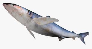 Image result for Rhizoprionodon longurio