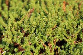 Attēlu rezultāti vaicājumam “Empetraceae”