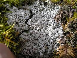 Attēlu rezultāti vaicājumam “Pertusaria amara”