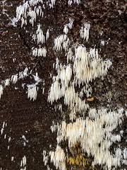 Attēlu rezultāti vaicājumam “Mucronella calva”