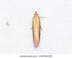 Attēlu rezultāti vaicājumam “Oncocera semirubella”