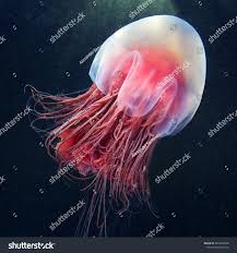Image result for Cyanea capillata