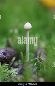 Attēlu rezultāti vaicājumam “Protostropharia alcis”