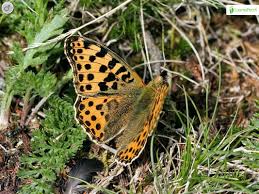 Attēlu rezultāti vaicājumam “Issoria lathonia”