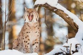 Attēlu rezultāti vaicājumam “Lynx lynx”