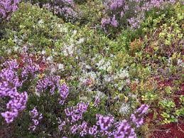 Attēlu rezultāti vaicājumam “Sphagnum quinquefarium”