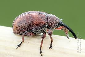 Attēlu rezultāti vaicājumam “Anthonomus phyllocola”