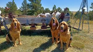 Image result for Carlisle BloodHounds