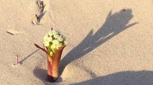 Attēlu rezultāti vaicājumam “Petasites spurius flower”