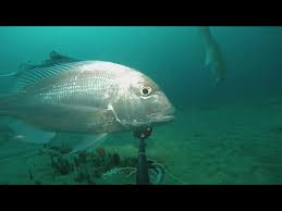 Image result for Polysteganus undulosus