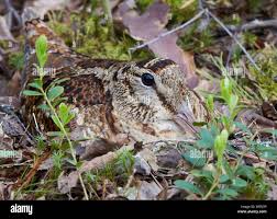 Attēlu rezultāti vaicājumam “Scolopax rusticola nest”