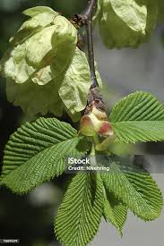 Attēlu rezultāti vaicājumam “Ulmus glabra leaf”