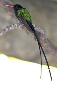 Image result for Sterna acuflavida