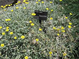 Image result for Gazanien