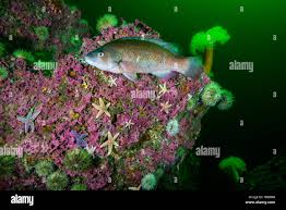 Image result for Tautogolabrus adspersus