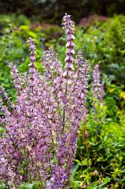 Image result for Salvia sclarea