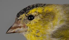Attēlu rezultāti vaicājumam “Carduelis spinus male”