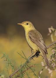 Image result for Hippolais polyglotta