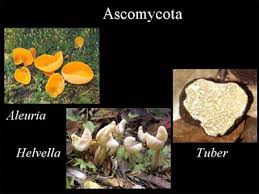 Attēlu rezultāti vaicājumam “Ascomycota”