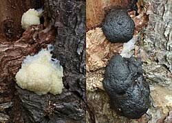 Attēlu rezultāti vaicājumam “Amaurochaete atra spores”