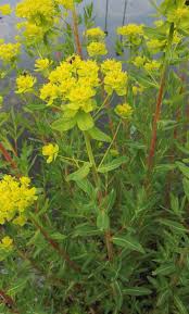 Attēlu rezultāti vaicājumam “Euphorbia palustris”